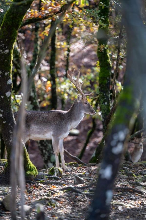 Bourazani Wild Life Resort Konitsa Eksteriør bilde