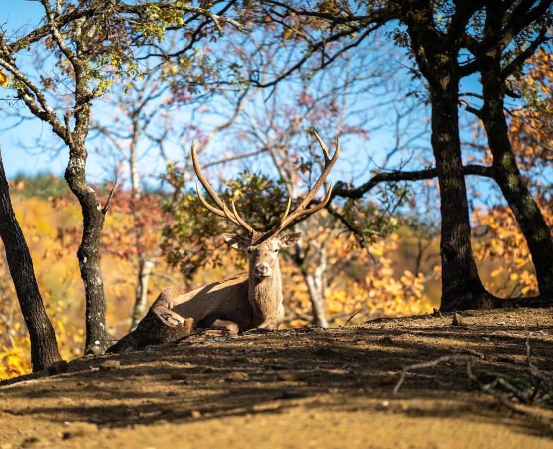Bourazani Wild Life Resort Konitsa Eksteriør bilde