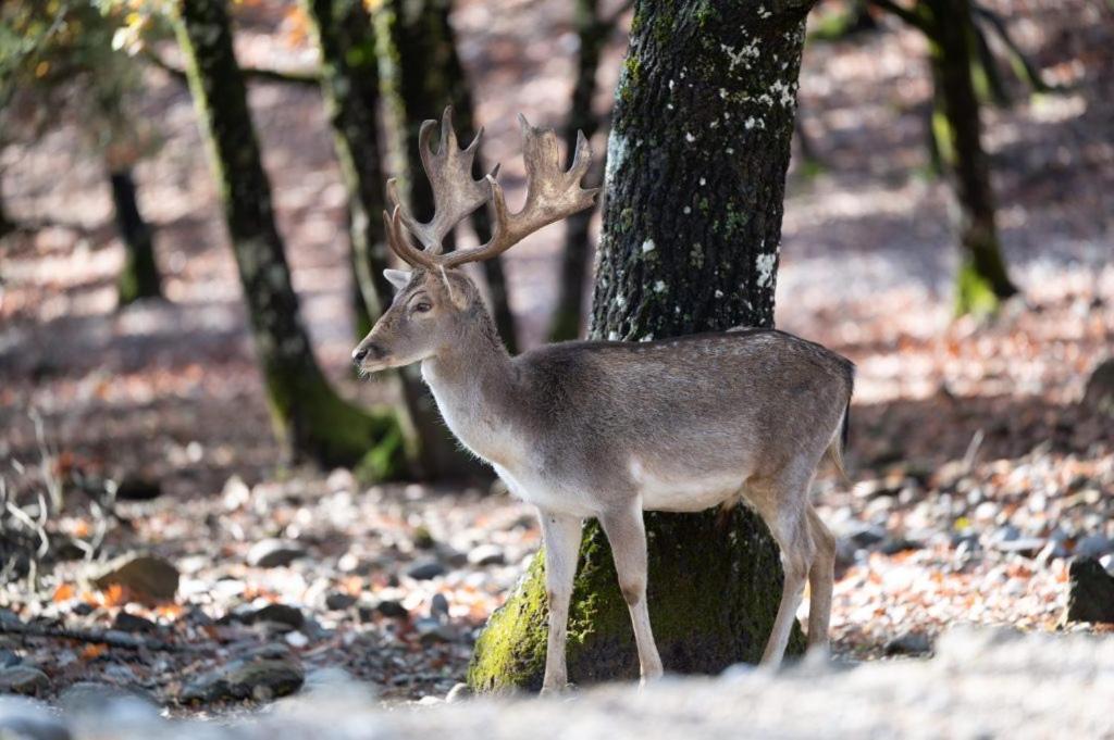 Bourazani Wild Life Resort Konitsa Eksteriør bilde