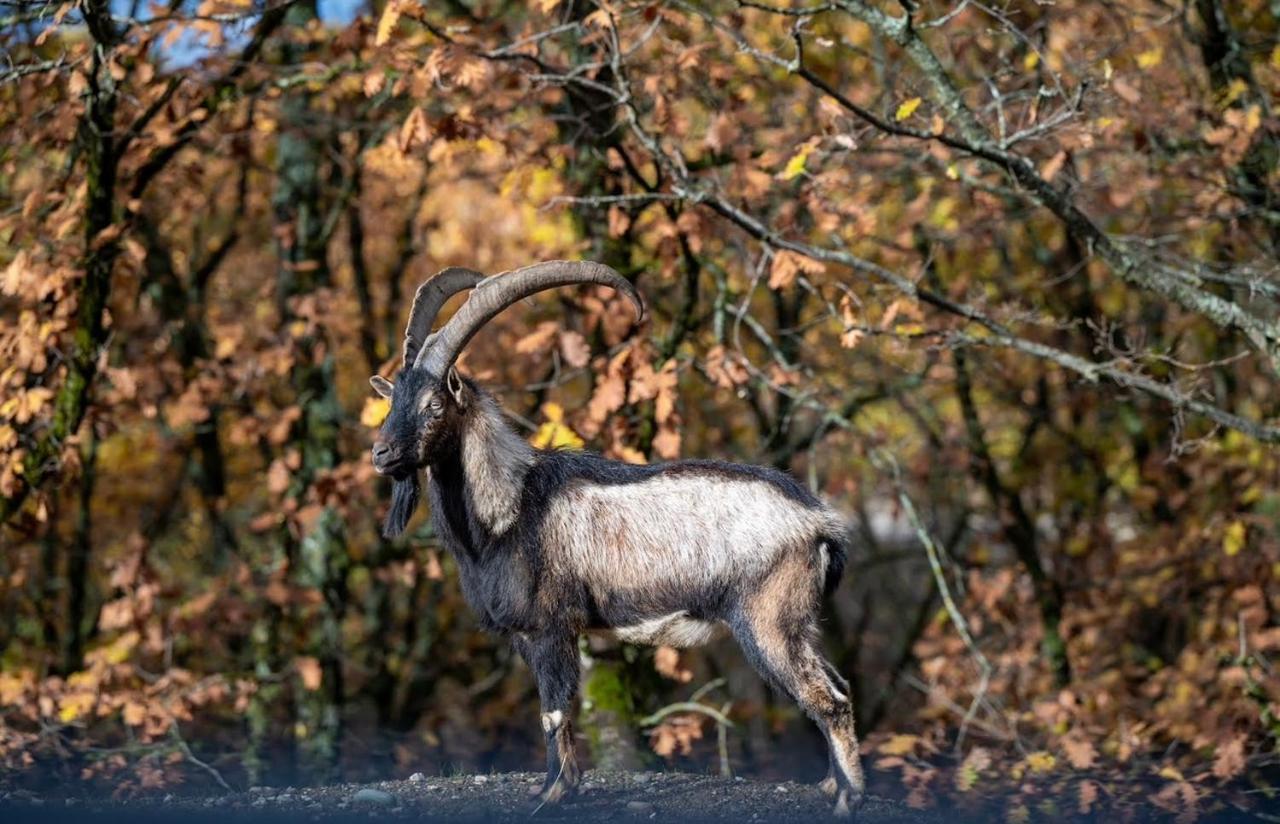 Bourazani Wild Life Resort Konitsa Eksteriør bilde