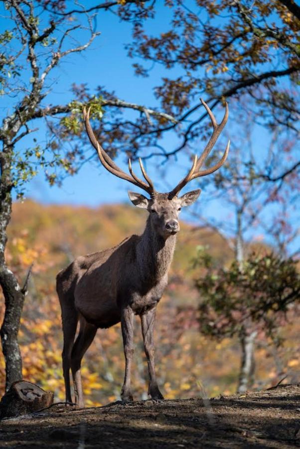 Bourazani Wild Life Resort Konitsa Eksteriør bilde