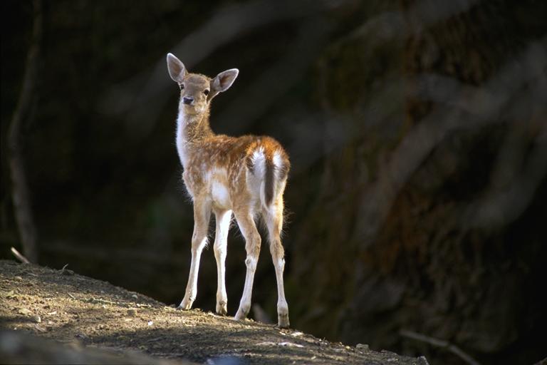 Bourazani Wild Life Resort Konitsa Eksteriør bilde