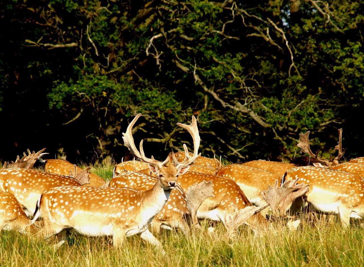 Bourazani Wild Life Resort Konitsa Eksteriør bilde